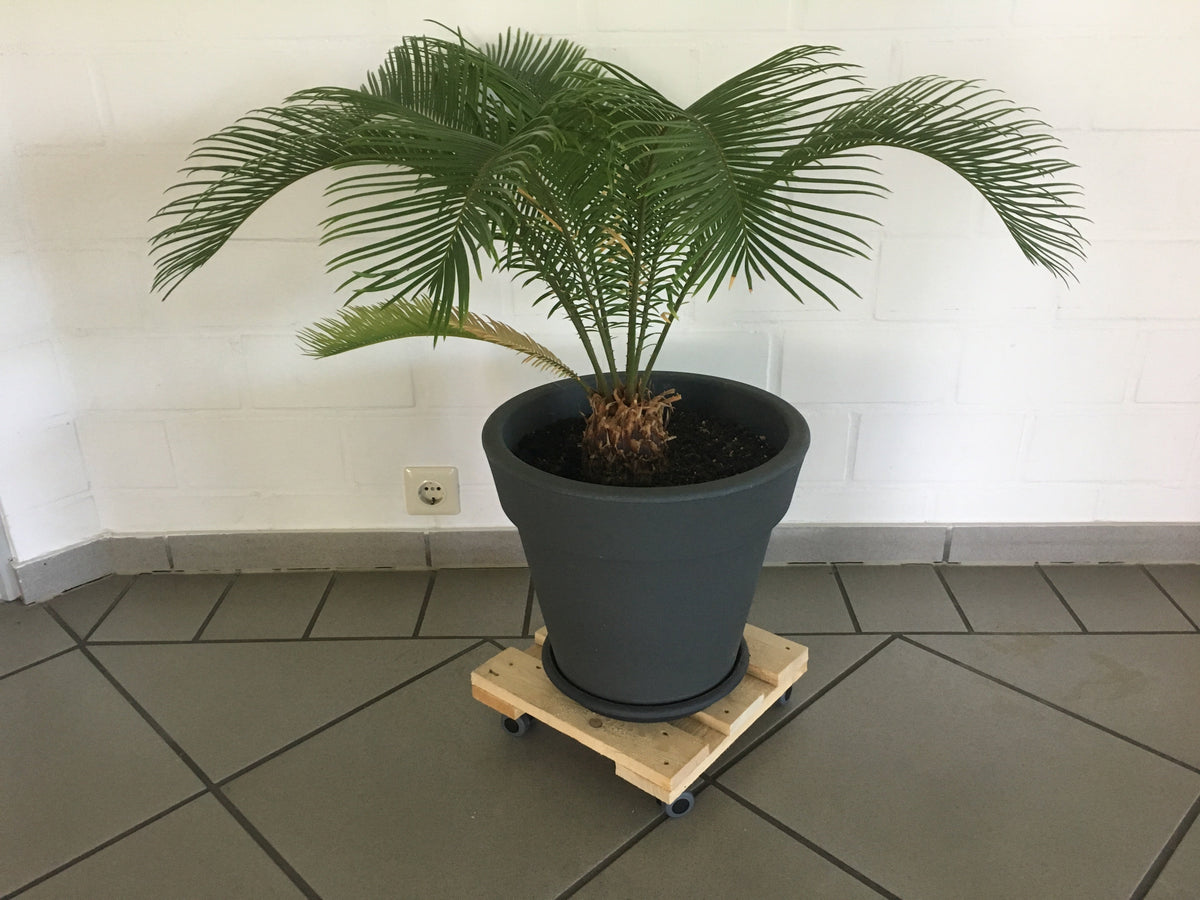 Topfpalme auf einem KARWEG Pflanzenroller 300 x 300 mm aus Nadelholz, auf Fliesenboden.