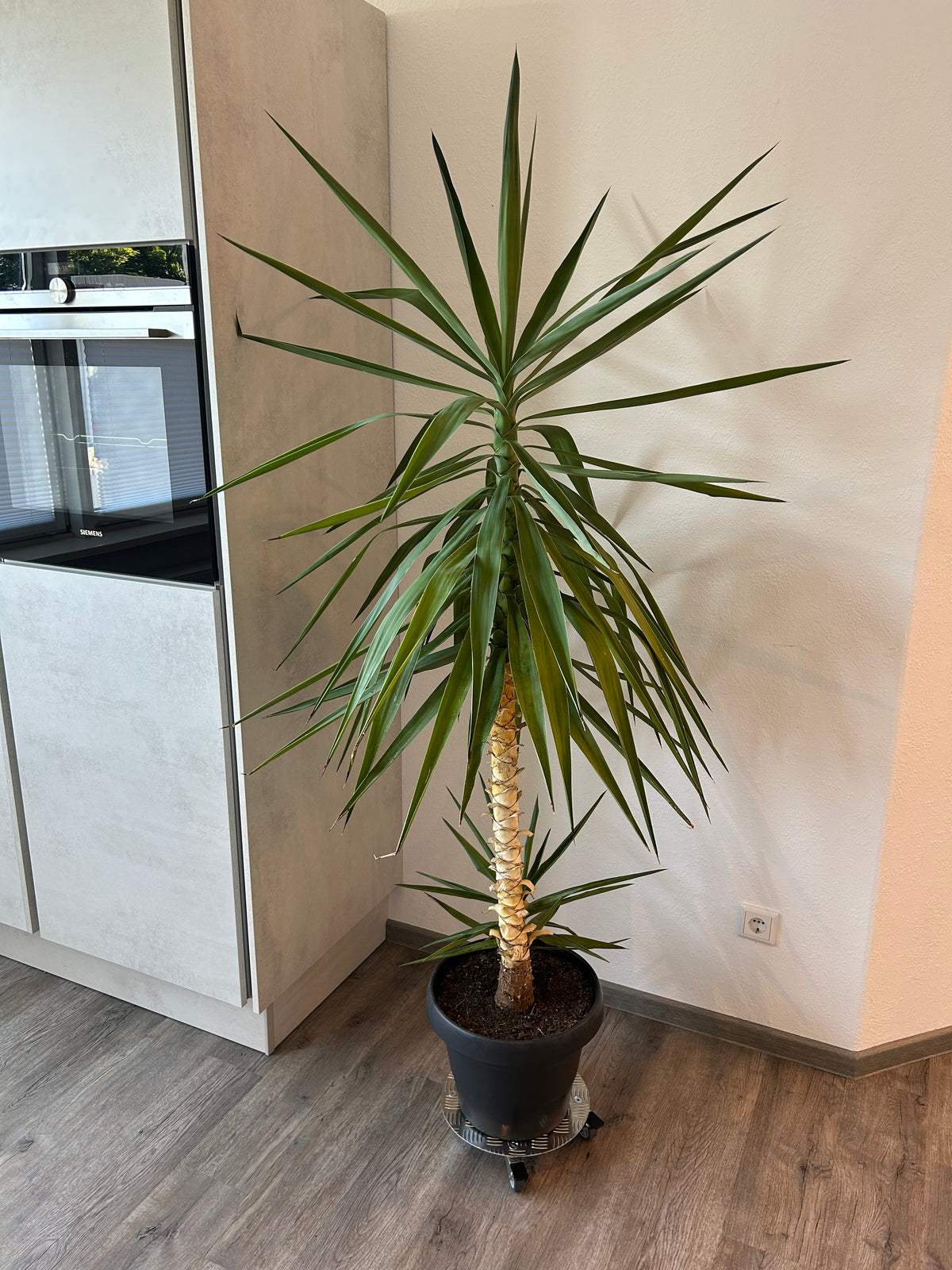Hohe Yucca im Topf auf einem KARWEG-Pflanzenroller (Ø 300 mm, Aluminium-Riffelblech) in einem modernen Raum.